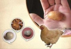 杀鸡发现鸡宝怎么处理？鸡宝到底值不值钱有没