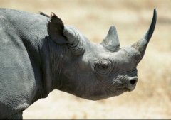 犀牛的尖角割下来疼吗？犀牛的角被割掉会死吗
