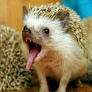 非洲迷你刺猬咬人吗？非洲迷你刺猬多少钱一只