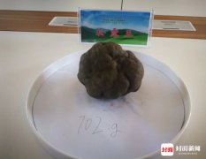 松露为什么这么贵？松露多少钱一斤（松露切开