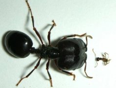 非洲黑刺大腭蚁吃大象图片，食蚁兽能吃黑刺大