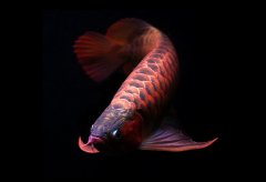 红龙鱼和哪种鱼混养好？红龙鱼发色过程分析图