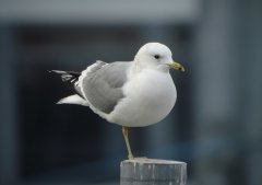 海鸥为什么追着轮船飞？海鸥可以喝海水的原因