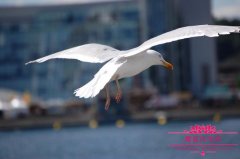 海燕和海鸥有什么区别，如何分辨海燕和海鸥