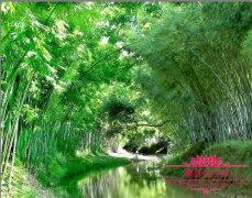 竹子开花后为什么就会死亡，竹子开花后图片欣