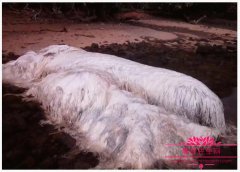 菲律宾地震后发现巨型白毛怪，长毛鱼真实存在