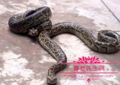 被蟒蛇生吞多久会死亡，被蟒蛇缠绕如何成功挣