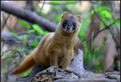 黄鼠狼为什么怕鹅？黄鼠狼是不是国家保护动物