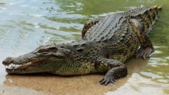 鳄鱼为什么吃自己的孩子？鳄鱼为什么怕猫这种