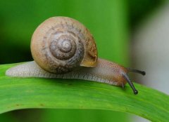 蜗牛为什么怕盐遇到盐会化？蜗牛的粘液有什么