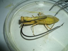 螳螂为什么会有铁线虫？母螳螂为什么要吃掉公
