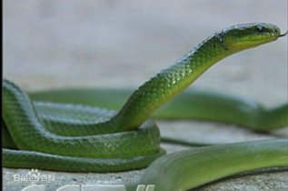 属于神经毒类毒蛇的是什么？世界最毒的十大毒