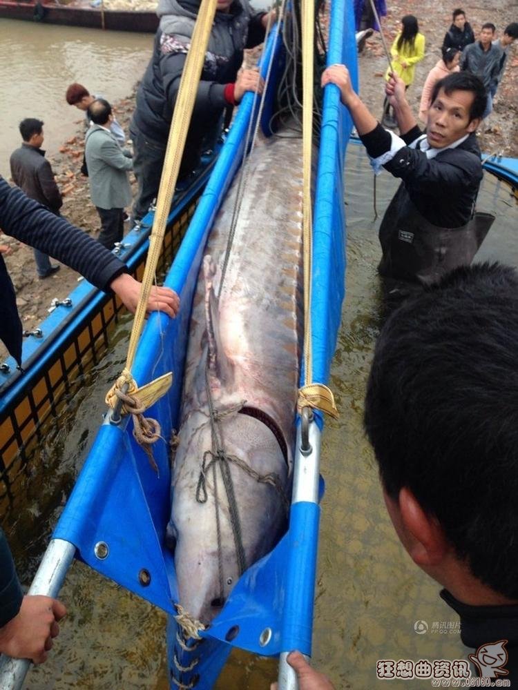 世界上最大的中华鲟照片，体长3.3米重量达700余