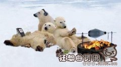 北极熊为什么不吃企鹅，揭秘北极熊不吃企鹅的