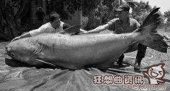 世界上最大的鲶鱼王图片，渔民钓起能吃人的巨