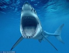 成年的大白鲨重量一般多少斤，大白鲨的天敌是