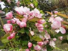 海棠花与其他花的详细区别，海棠花有什么寓意