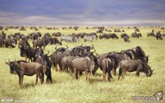 疯狂野牛踢死狮子视频，野牛的生活习性是怎样