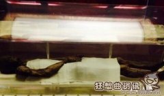 千年古墓的蓝色骸骨之谜，千年古墓竟然挖出活