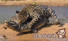 美洲豹当场咬死鳄鱼视频，美洲豹和老虎谁更厉