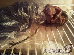 俄女子发现外星人尸体图，外星人就在地球内部