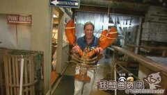 长岛现百岁大龙虾，重达12公斤的龙虾！