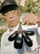 日本福岛惊现大量僵尸植物，核辐射下变异的巨