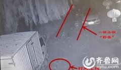 多条狗被不明生物咬死，盘点自然界十大杂交猛