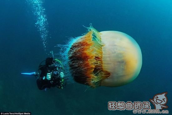 巨型水母弄沉日本渔船是真的吗？巨型水母能长