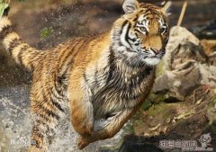 野生东北虎对比非洲狮谁厉害？老虎与狮子的祖