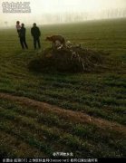 山东惊现狐狸守坟，狐狸的智商大概等于人类几