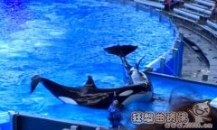 虎鲸和鲸鲨打架哪个更厉害，虎鲸和鲸鲨打架图