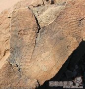 地球经历的第一次生物大灭绝,揭秘地球经历了几