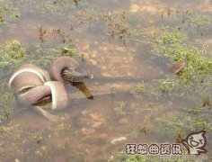 鳄鱼为什么总是被蟒蛇吃？蟒蛇和鳄鱼大战图片