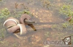 巨蟒活吞近2米长鳄鱼图片，巨蟒活吞近2米长鳄鱼