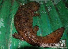 发现的最大的野生娃娃鱼图片，娃娃鱼是一种鱼