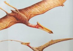 风神翼龙是最厉害的恐龙吗，它是我们中国的龙