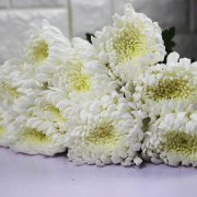 扫墓黄菊花好还是白菊花，祭奠的白菊花可以带