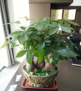 家里越干净风水上越有财招财，脏乱差财不理你是有原因的！