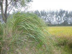 坟上长什么草最好是旺子孙的，坟上长草是吉是