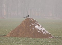 爷爷的坟对谁的影响最大，祖坟一般旺老二是啥