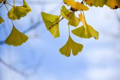 镇宅最厉害的树是什么树，镇宅树种在什么方位好？