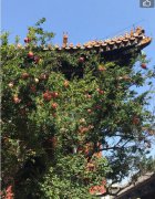 屋后栽石榴树风水好吗，说石榴树招鬼真的假的？