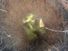 传说的种生基是什么意思，种生基有什么副作用