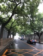 槐树可以种在院子里镇宅还是招鬼？门前槐树不