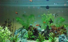 养鱼毁三代鱼缸丧一生是什么意思，为何养鱼是个坑？