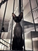 黑猫是辟邪还是招邪的？黑猫不能养在家里不吉