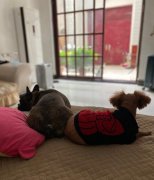 寺庙前后、厕所旁边的房子能买吗？风水好不好？