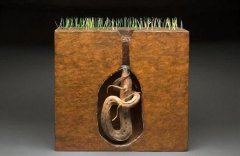 非洲肺鱼可以在土里活多久，它们真的生命力这