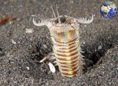 博比特虫吃人是真的假的，它们为什么会出现的